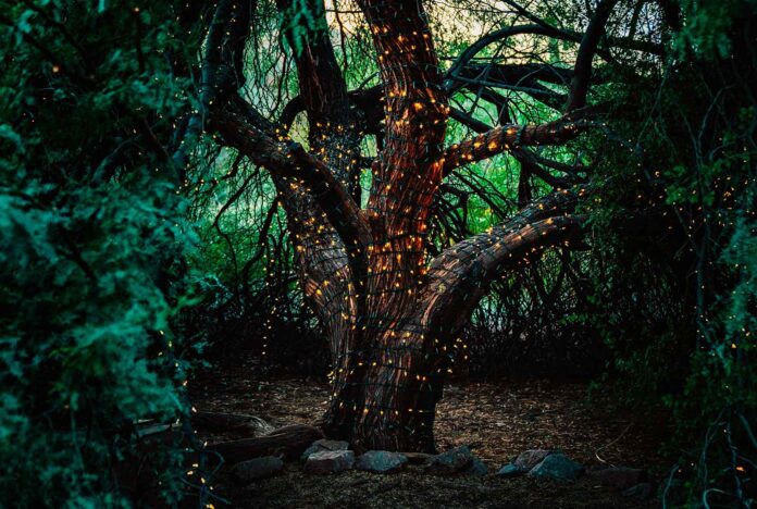 Árvores Nativas Árvores Nativas