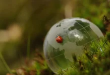 Como Ajudar na Conservação Ambiental: O Guia do Voluntário Iniciante Conservação Ambiental