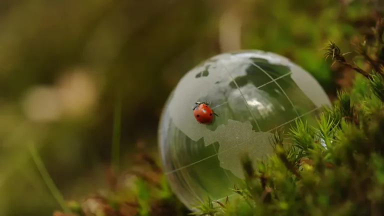 Como Ajudar na Conservação Ambiental: O Guia do Voluntário Iniciante