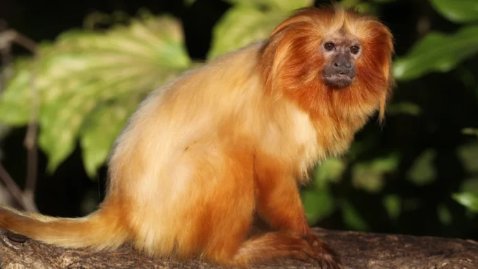 Espécies Ameaçadas - Mico leão dourado Espécies Ameaçadas - Mico leão dourado