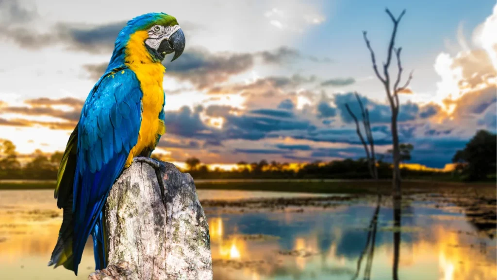 Fotografia de uma Arara no Pantanal