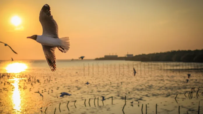 Manguezais Vista de um manguezal preservado com água limpa refletindo o pôr do sol e algumas garças pescando entre as raízes das árvores