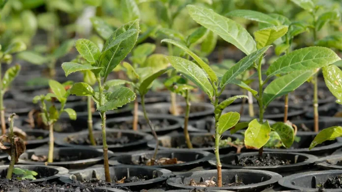 Reflorestamento-1 Mudas para Reflorestamento