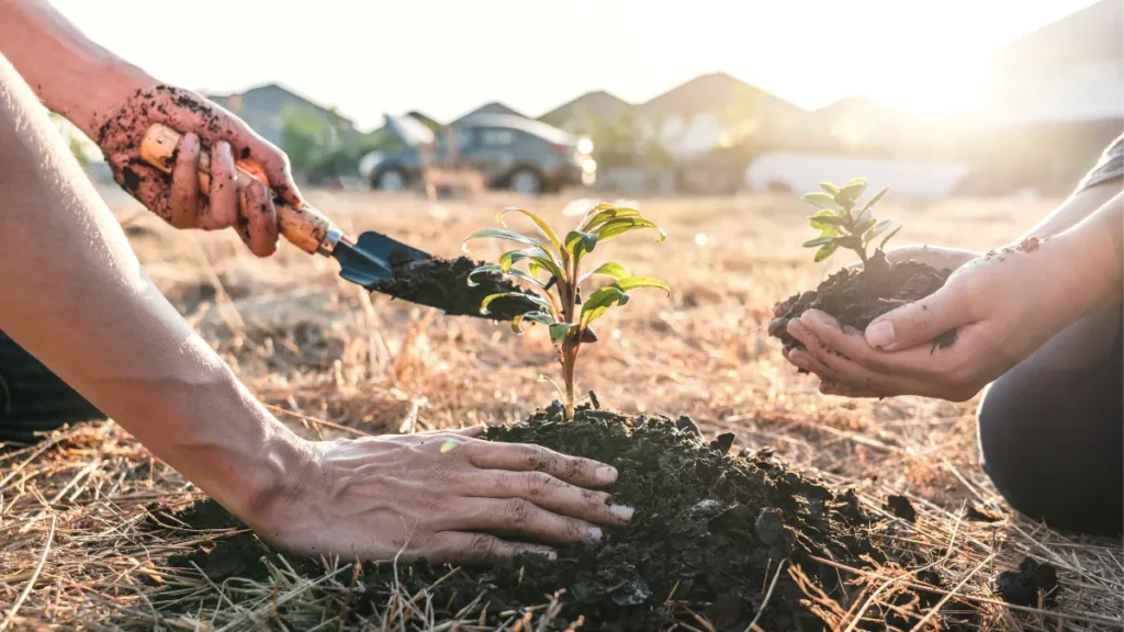 Mãos na terra: plantando do jeito certo