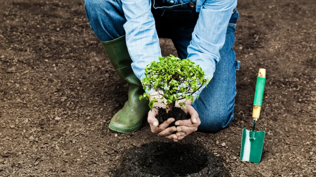 Mãos na terra: plantando do jeito certo