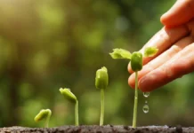 Agricultura Regenerativa: A Revolução Verde que Pode Salvar Nosso Planeta agricultura regenerativa - semente brotando