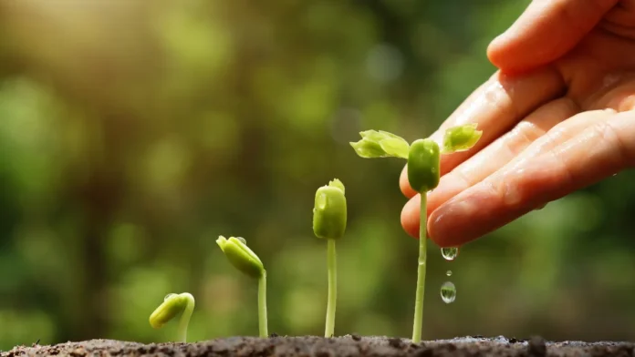 agricultura-regenerativa-6 agricultura regenerativa - semente brotando