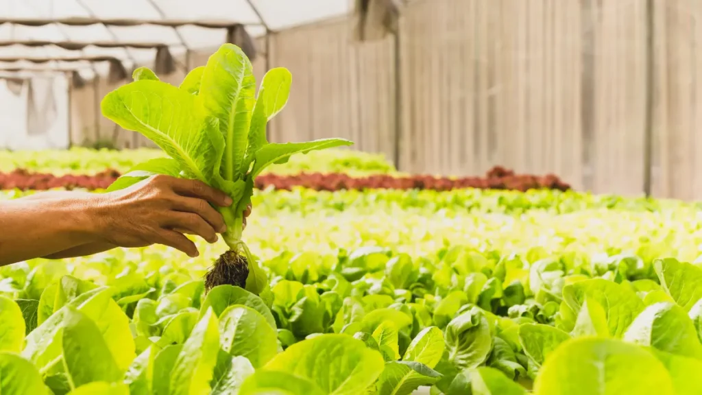 Alimentos Orgânicos