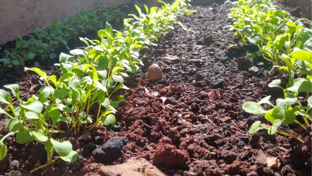 Alimentos Orgânicos - Plantação