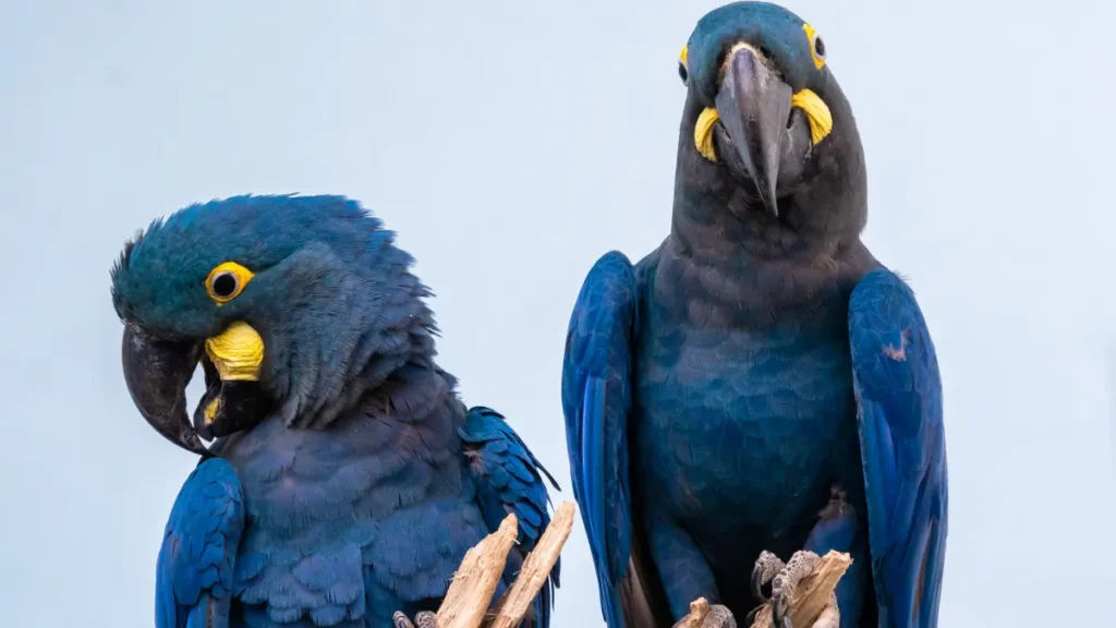 Arara-azul-de-lear voando no céu do sertão nordestino
