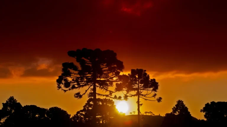 Árvores Nativas do Rio Grande do Sul: as verdadeiras joias verdes do extremo sul brasileiro