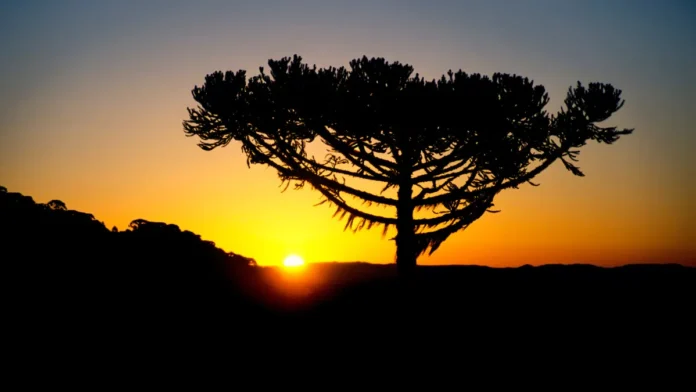 araucaria Árvores Nativas do Brasil - Araucária