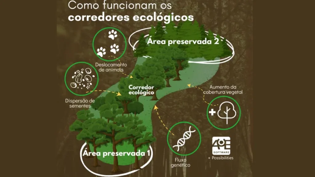 Como funcionam os corredores ecológicos