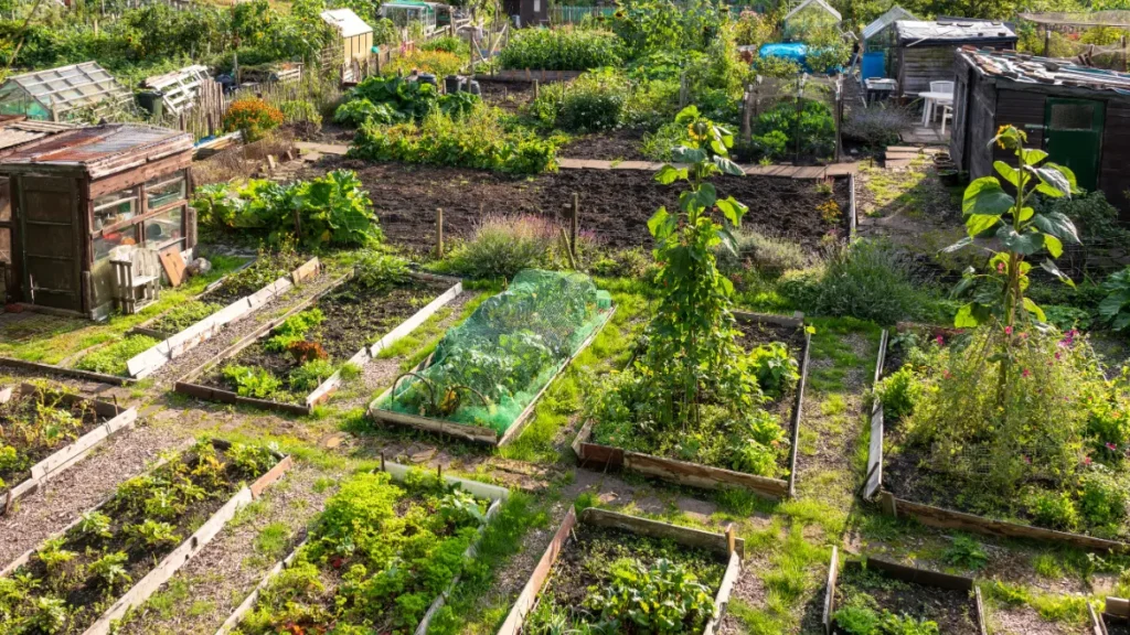 horta comunitária