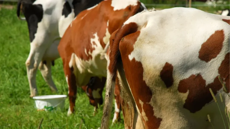 Metano no Agro: Aquele Papo Sincero sobre o Efeito Estufa no Campo