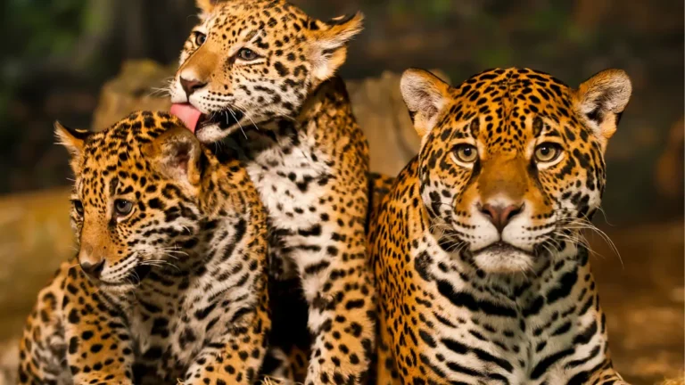 Animais em Extinção no Brasil: Conheça os Mais Ameaçados e Como Podemos Ajudá-los