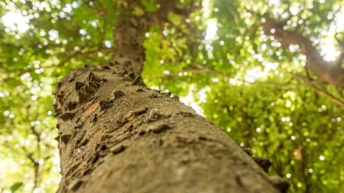 pau-brasil Árvores Nativas da Mata Atlântica