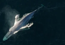 O silêncio que salva: como o ruído nos oceanos ameaça a vida marinha e o que podemos fazer A poluição sonora submarina