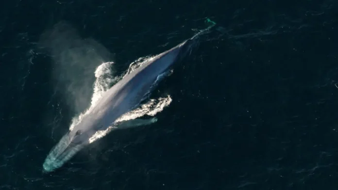 A poluição sonora submarina A poluição sonora submarina