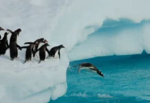 Os 10 Lugares Mais Ventosos do Mundo: Uma Jornada Pelos Extremos da Natureza Lugares Mais Ventosos do Mundo - Pinguins na Antardida