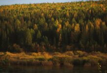 Surpreendente: Amazônia não é a maior floresta do planeta; descubra qual a supera Taiga - floresta