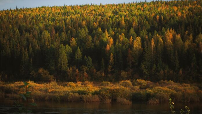 Taiga Taiga - floresta