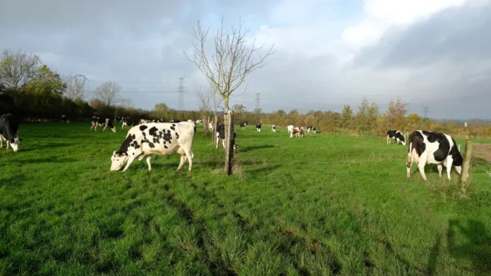 agrofloresta-1 Agrofloresta o Que É: Um Caminho Natural para Produzir Alimentos e Recuperar Solos