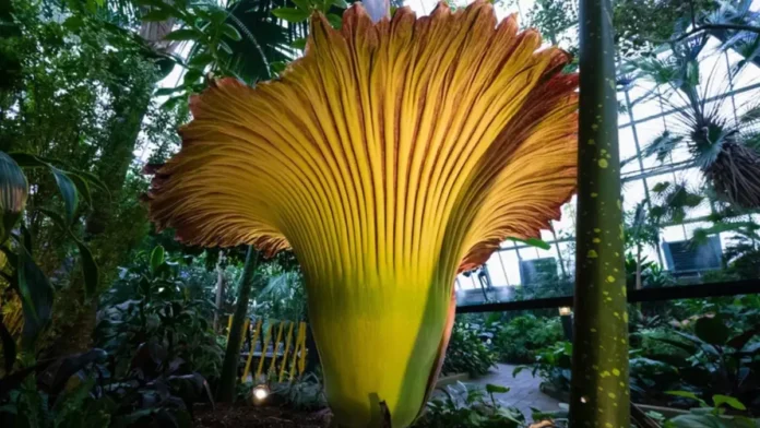 amorphophallus-titanum-1 Maiores Flores do Mundo - amorphophallus titanum