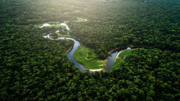 Bioma da Mata Atlântica revela 15 espécies nunca vistas antes: o que está em jogo para o Brasil