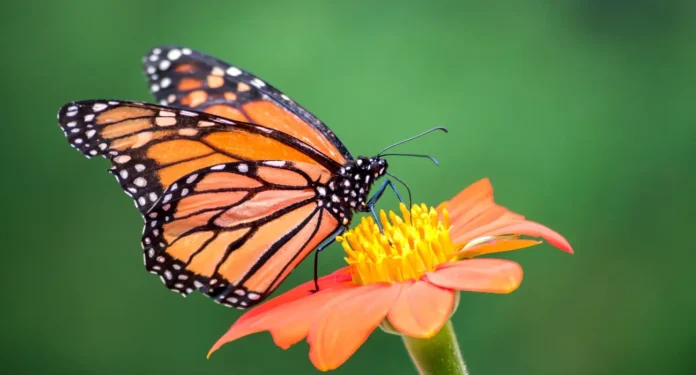 borboletas-04 borboletas