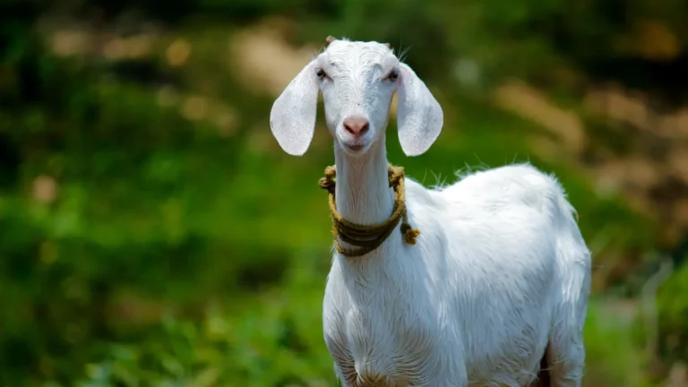 Afinal, qual é a verdadeira diferença entre cabras e ovelhas? A ciência explica