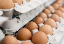 Caixas de Ovos Podem Ser Recicladas? O Que Você Não Sabia Sobre Este Item do Dia a Dia Caixas de Ovos