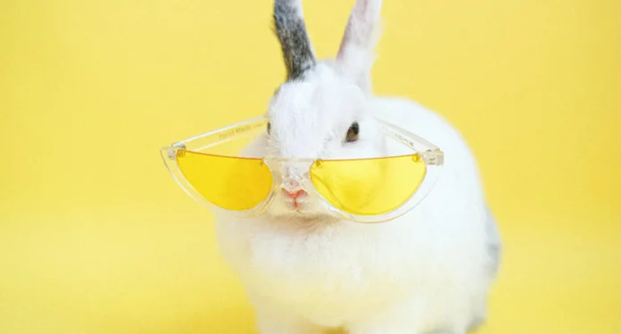 coelhos-02 coelho de estimação