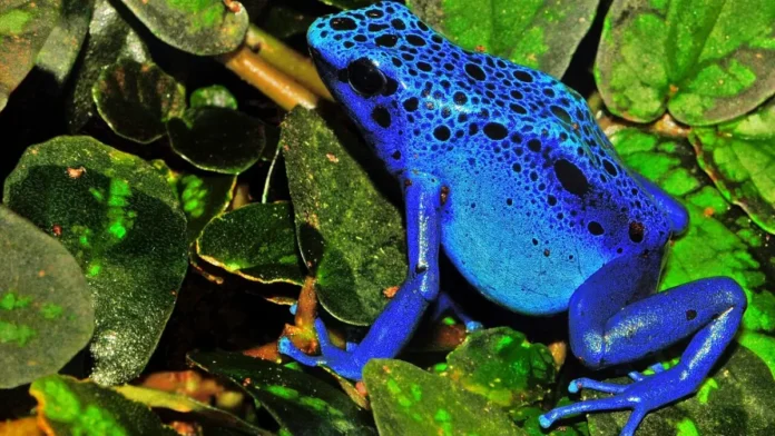 fauna-da-mata-atlantica-ra-azul Fauna da Mata Atlântica - Rã Azul