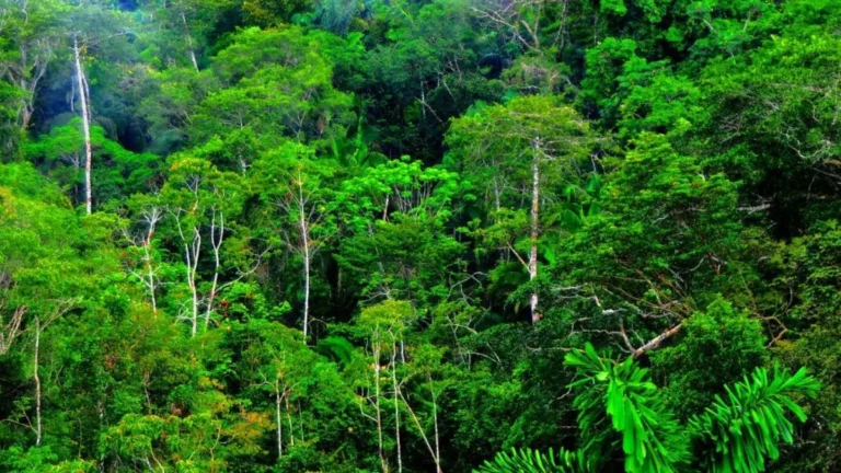 7 Espécies Surpreendentes da Floresta Equatorial que Precisam da Nossa Proteção