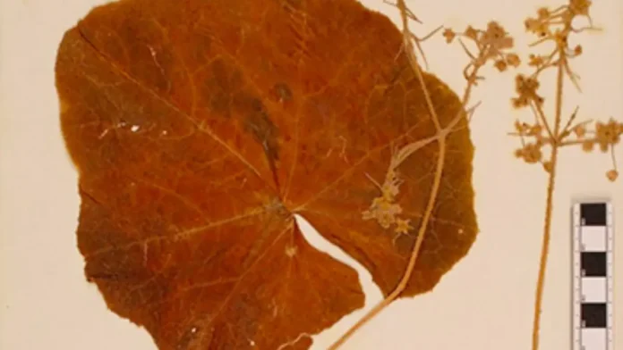 plantas-extintas-sicyos-villosa Plantas Extintas