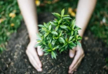 Vida Sustentável: 20 Dicas Práticas para Adotar Hoje Mesmo Vida Sustentável