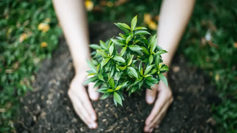 Vida Sustentável: 20 Dicas Práticas para Adotar Hoje Mesmo