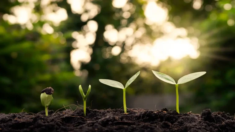 7 Inovações Surpreendentes em Sustentabilidade Que Estão Transformando o Futuro (E Como Você Pode Participar)