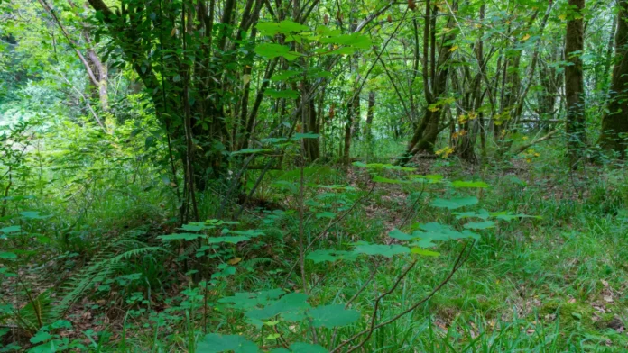 vegetacao-da-mata-atlantica-1 Vegetação da Mata Atlântica