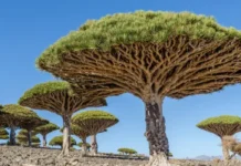 8 Árvores Bizarras Que Vão Te Deixar de Queixo Caído Árvores Estranhas