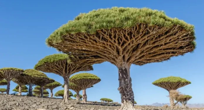 arvores-estranhas-01 Árvores Estranhas