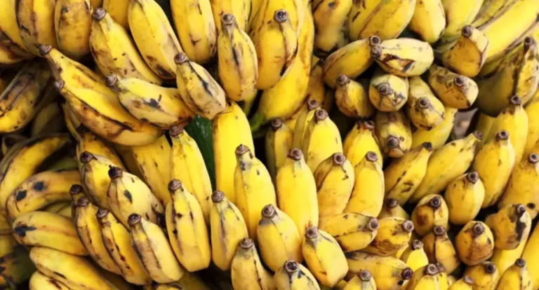A Banana Que Conquistou o Mundo e Desapareceu Para Sempre