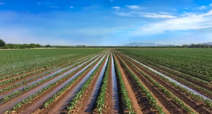 irrigacao-por-sulcos-01 Irrigação por sulcos