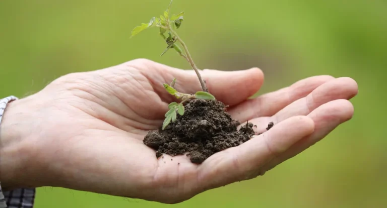 O Futuro Está em Nossas Mãos: Como Proteger o Meio Ambiente Pode Salvar Gerações