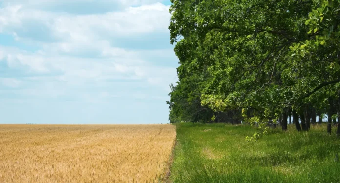 o-que-e-agricultura-regenerativa-01 O que é agricultura regenerativa