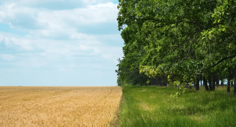 Agricultura Regenerativa: Como Esta Revolução Verde Está Salvando Nosso Planeta
